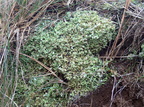 Cladonia callosa (Skør bægerlav)