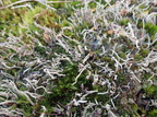 Cladonia cenotea (Pudret bægerlav)