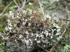 Cladonia cervicornis (Gevir bægerlav)
