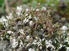 Cladonia cervicornis (Gevir bægerlav)