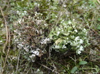 Cladonia cervicornis tv - Cladonia foliacea th