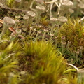 Cladonia chlorophaea (Brungrøn Bægerlav)