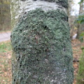 Cladonia chlorophaea (Brungrøn bægerlav)