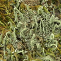 Cladonia coniocraea (Træfods-Bægerlav)
