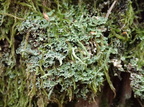 Cladonia coniocraea (Træfods-bægerlav)