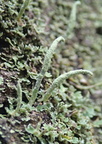 Cladonia coniocraea (Træfods-bægerlav)