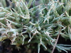 Cladonia crispata (Takket bægerlav)