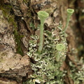 Cladonia fimbriata (Bleggrøn Bægerlav)