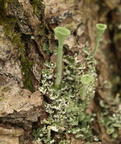 Cladonia fimbriata (Bleggrøn Bægerlav)