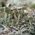 Cladonia fimbriata (Bleggrøn bægerlav)