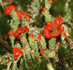 Cladonia floerkeana (Lakrød Bægerlav)