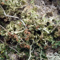 Cladonia foliacea (Fliget bægerlav)