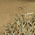 Cladonia furcata (Kløftet bægerlav)