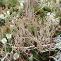 Cladonia furcata (Kløftet bægerlav)