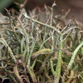 Cladonia rangiformis (Spættet Bægerlav)