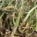 Cladonia rangiformis (Spættet Bægerlav)