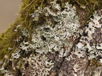 Hypogymnia physodes (Almindelig Kvistlav)