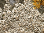 Lecanora albescens (Cement-Kantskive)