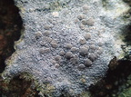 Lecanora rupicola (Stengærde-kantskivelav)