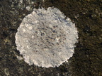 Lecanora rupicola (Stengærde-kantskivelav)