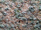 Lecanora salina (Saltstøv-kantskivelav)