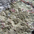 Lecanora sulphurea (Svovlgul kantskivelav)