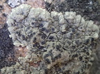 Lecanora sulphurea (Svovlgul kantskivelav)