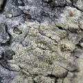 Lecanora symmicta (Kvist-kantskivelav)