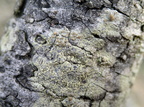 Lecanora symmicta (Kvist-kantskivelav)