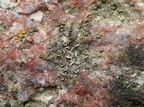 Lecanora umbrina (Lecanora umbrina)