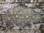 Lecanora varia (Gulgrøn kantskivelav)