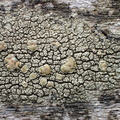 Lecanora varia (Gulgrøn kantskivelav)