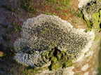 Lecidella elaeochroma (Grågrøn Skivelav)