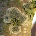 Lecidella elaeochroma (Grågrøn Skivelav)
