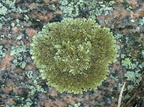 Parmelia omphalodes ssp. omphalodes (Bronze-Skållav)