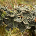 Peltigera hymenina (Hinde-Skjoldlav)