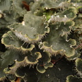 Peltigera hymenina (Hinde-Skjoldlav)