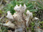 Peltigera hymenina (Hinde-skjoldlav)