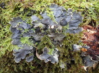 Peltigera hymenina (Hinde-skjoldlav)
