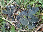 Peltigera membranacea (Tynd skjoldlav)
