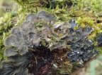 Peltigera membranacea (tv), Peltigera hymenina (th)