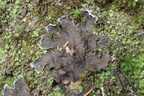 Peltigera praetextata (Kruset skjoldlav)