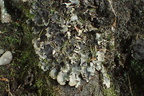 Peltigera praetextata (Kruset skjoldlav)