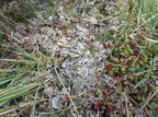 Peltigera rufescens (Brun skjoldlav)
