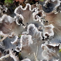 Peltigera rufescens (Brun skjoldlav)
