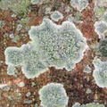 Pertusaria albescens (Hvidmelet prikvortelav)