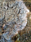 Pertusaria albescens (Hvidmelet prikvortelav)