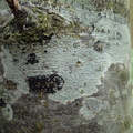 Pertusaria leioplaca, Pertusaria leucostoma (Tynd prikvortelav)