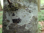 Pertusaria leioplaca, Pertusaria leucostoma (Tynd prikvortelav)