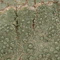 Pertusaria pertusa (Almidelig prikvortelav)
